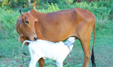 Gomini Brings Tech Transparency to Cow Adoption in India