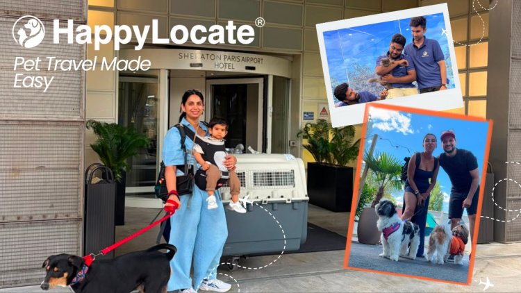 Moving Abroad From India With Your Pet: Is It Safe or Should You Find Them a New Home?